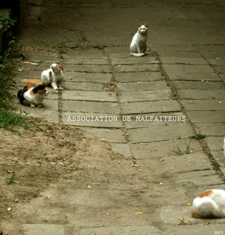 TSHIRT - ASSOCIATION DE MALFAITEURS
