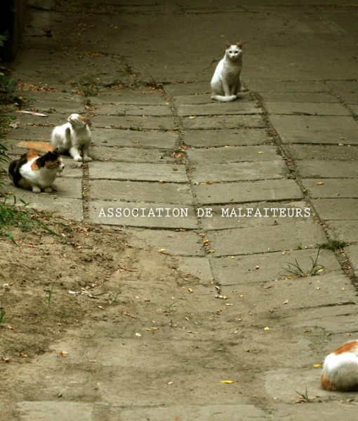 Shutter-clothing-shop-product-association-de-malfaiteurs